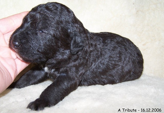 19-Ruede Male 1 - 16.12.2006-3.jpg